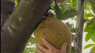 庭院「孟尖波羅蜜」｜2025年7月17日