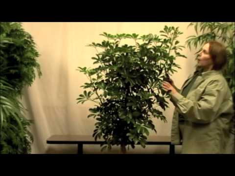 prune this how to