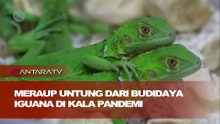 Meraup Untung Dari Budidaya Iguana Di Kala Pandemi