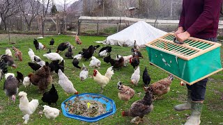 Raised Quails Moved to New Location - Chicken Feed Recipe Natural - Collecting Chicken Eggs - Farm