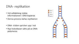 DNA, gener och proteinsyntes