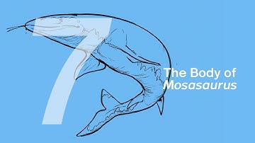 07 The Body of Mosasaurus | Join ZHAO Chuang in Drawing Ron the Mosasaurus