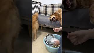 Duoduo Doesnt Have Much Money And Its Hard To Be A Dog In This House. The Den Retriever Is The