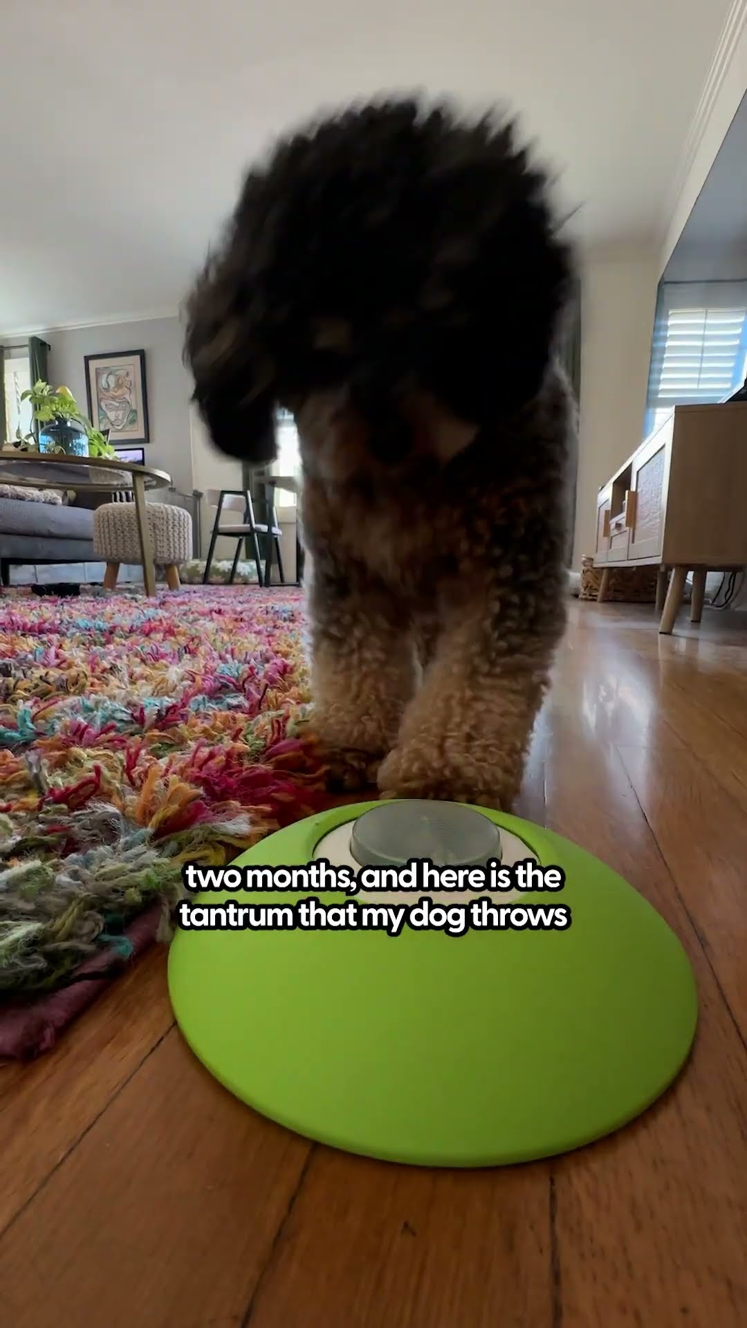 This Enrichment Toy Was Making My Dog Frustrated... | The Pack