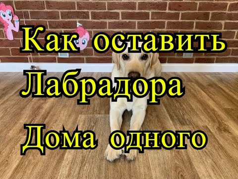 Как оставить собаку (лабрадора) дома одного?