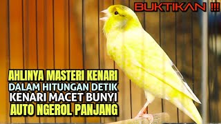 BUKTIKAN‼AHLINYA Masteri Kenari Macet & Paud AUTO Cepat Gacor Dengar Cuitan Tajam Ngerek Emosi