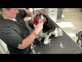 FULL GROOM On a CAVALIER KING CHARLES Spaniel. Hairy Hounds. DOG GROOMING UK. Time lapse Clipping.