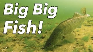 GoPro: Diving in The Netherlands - Big Fish!