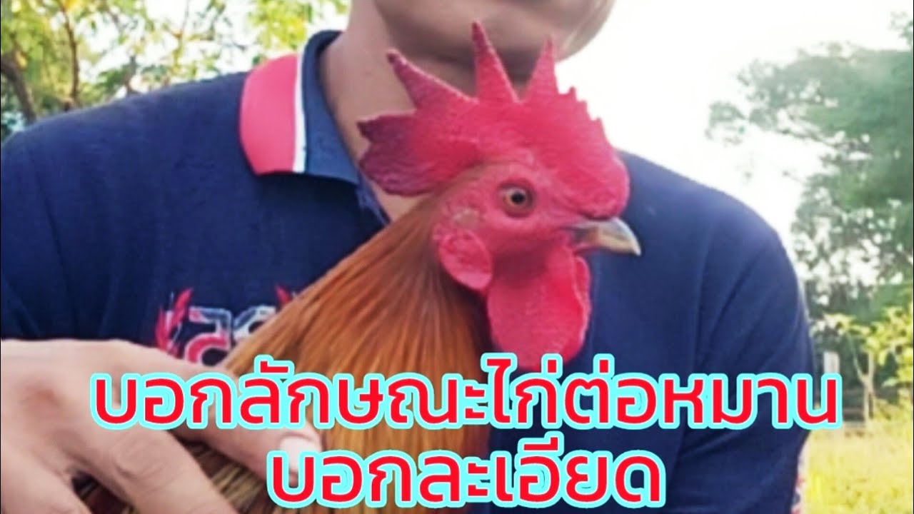 บอกวิธีดูไก่ต่อหมาน ละเอียดสุดๆ