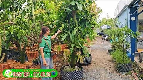 XOÀI CÁT HÒA LỘC CÂY LỚN ĐANG TRÁI SẴN TẠI TRUNG TÂM CÂY GIỐNG