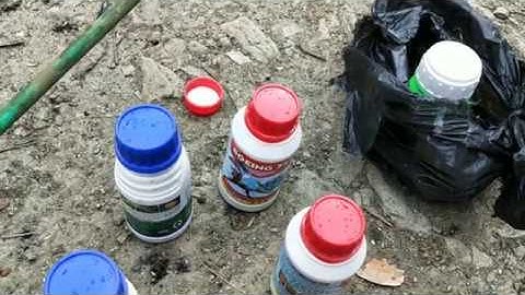 Phun Tẩy Trám Sáng Quả Cho Xoài  - Lần 2 + Chọn Thuốc Phun || vườn cây ăn trái Vlog