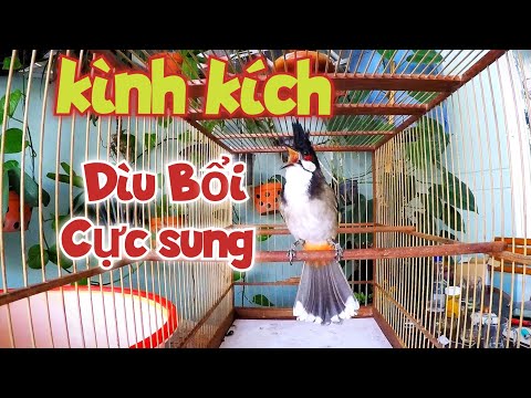 Kích Chào Mào Bổi Sổ Bọng.Kích Chào Mào Hót Đấu. Video Kích Lửa Cho Chào Mào Yếu Lửa Nhanh Lên Lửa