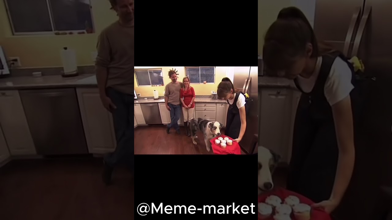 CHAOTIC ANIMAL MEMES PART 1  #memecompilation #animalshorts #memes