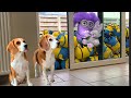 Funny dogs vs minion in real life animation compilation must see