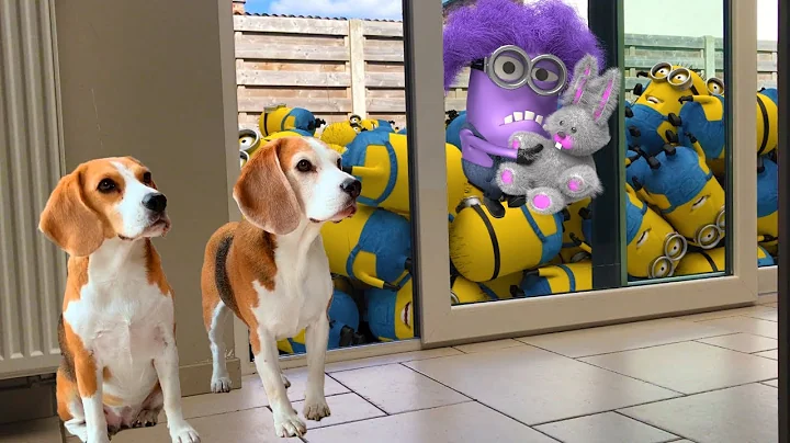 Funny Dogs vs Minion in REAL LIFE Animation Compil...