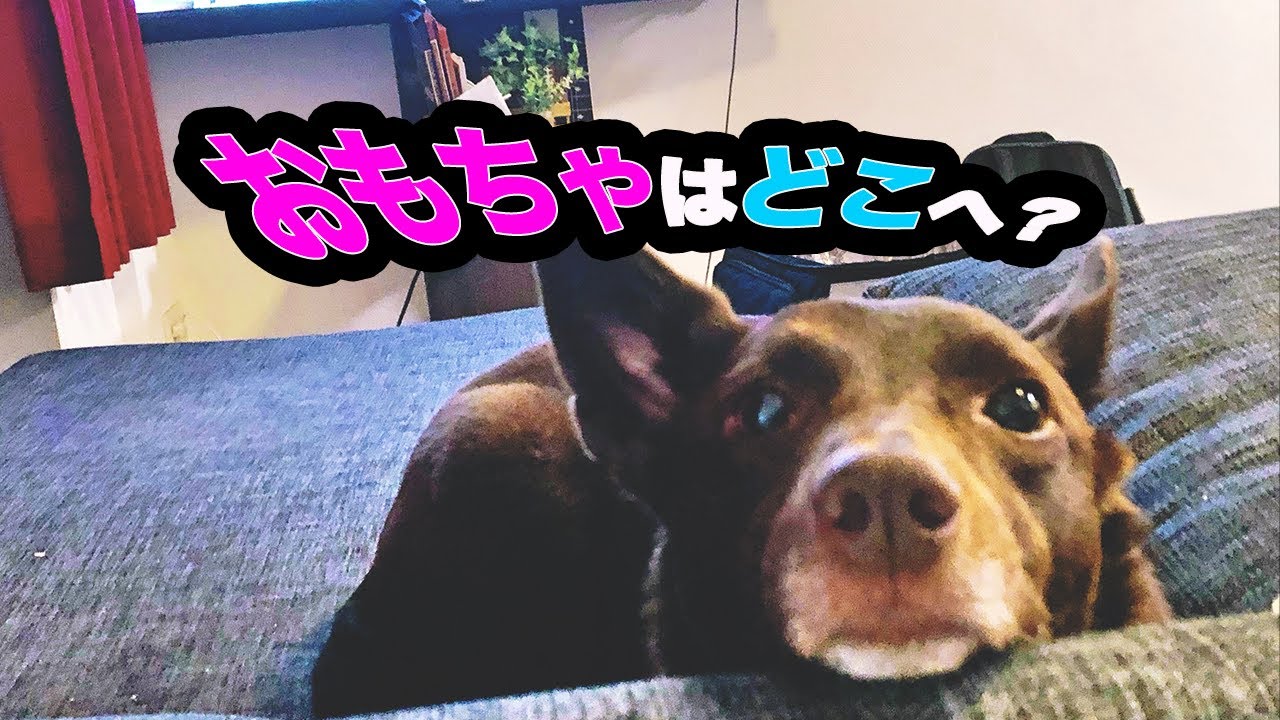食事並みに大好きなおもちゃをすり替えた オーストラリアンケルピーのれいちゃん Youtube