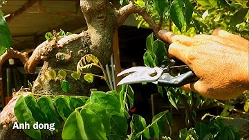 Cắt giật lại cây khế