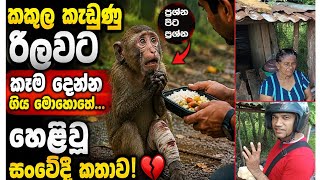              apiasaranana monkey