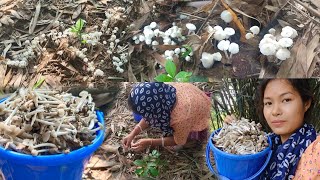 Harvesting lots of wild Mashrooms | Athukri Mwikhumu malangkha ta angba🤤/