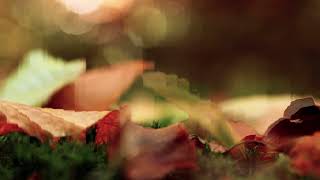 Motion Background Loop & No sound AUTUMNAL V7