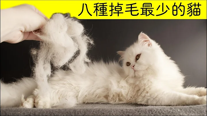 不想吸貓毛？ 八種掉毛最少的貓品種 - 天天要聞