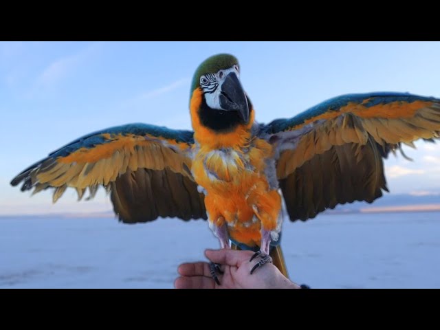Blue and Gold Macaw Rescued From Hoarding Situation
