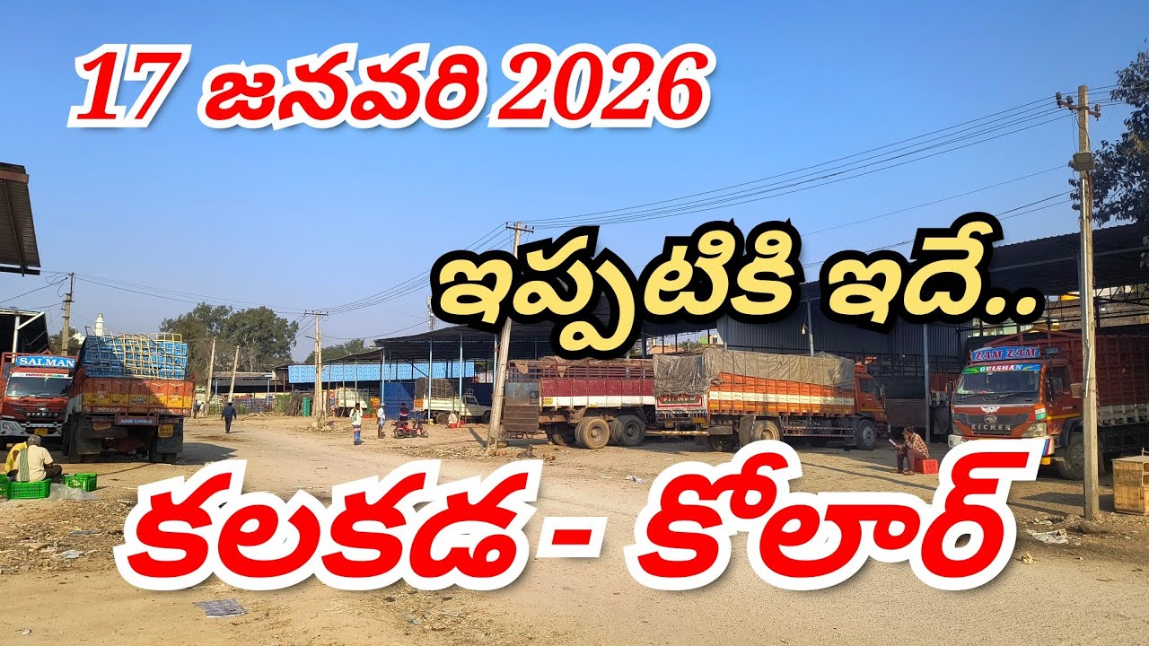 @17 జనవరి 2026// కోలార్//కలకడ 🍅టమోటా మార్కెట్ ధరలు 🍅🍅Kolar, Kalakada tamota live Rates 