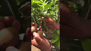 100% Pure Organic Chiku at Farmhouse #farming #organicfarming #chiku