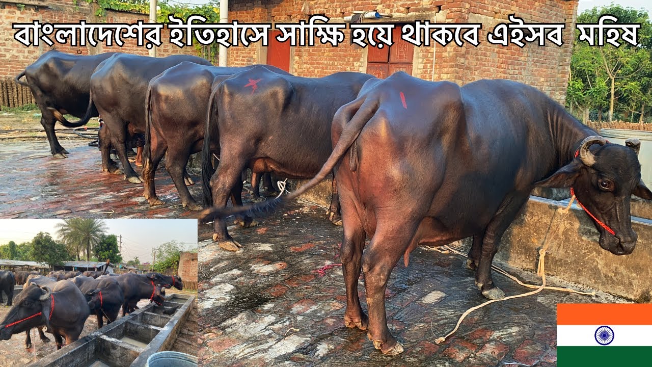 বাংলাদেশের ইতিহাসে সাক্ষী হয়ে থাকবে এইসব মহিষ | MrRajshahi Agro 