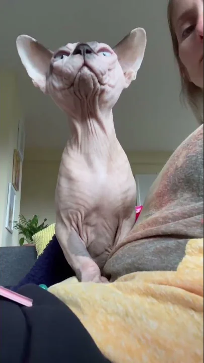 Watch the video about Cat watching 😅😻🪶 #sphynx #sphynxcats #meow