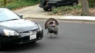 Crazy Turkey