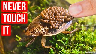 Dangerous Water Bug You Should Never, Ever Touch! Run If You Spot! by BRIGHT SIDE 17,945 views 4 days ago 28 minutes