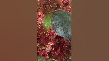 RESEP"SAMBAL BELIMBING WULUH"