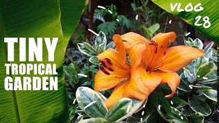 Vlog 28 - Tiny Tropical Garden UK