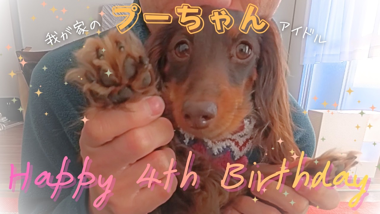 【誕生日】祝４才✨誕生日だからって、はっちゃけないのがプーちゃん流🐶🎶