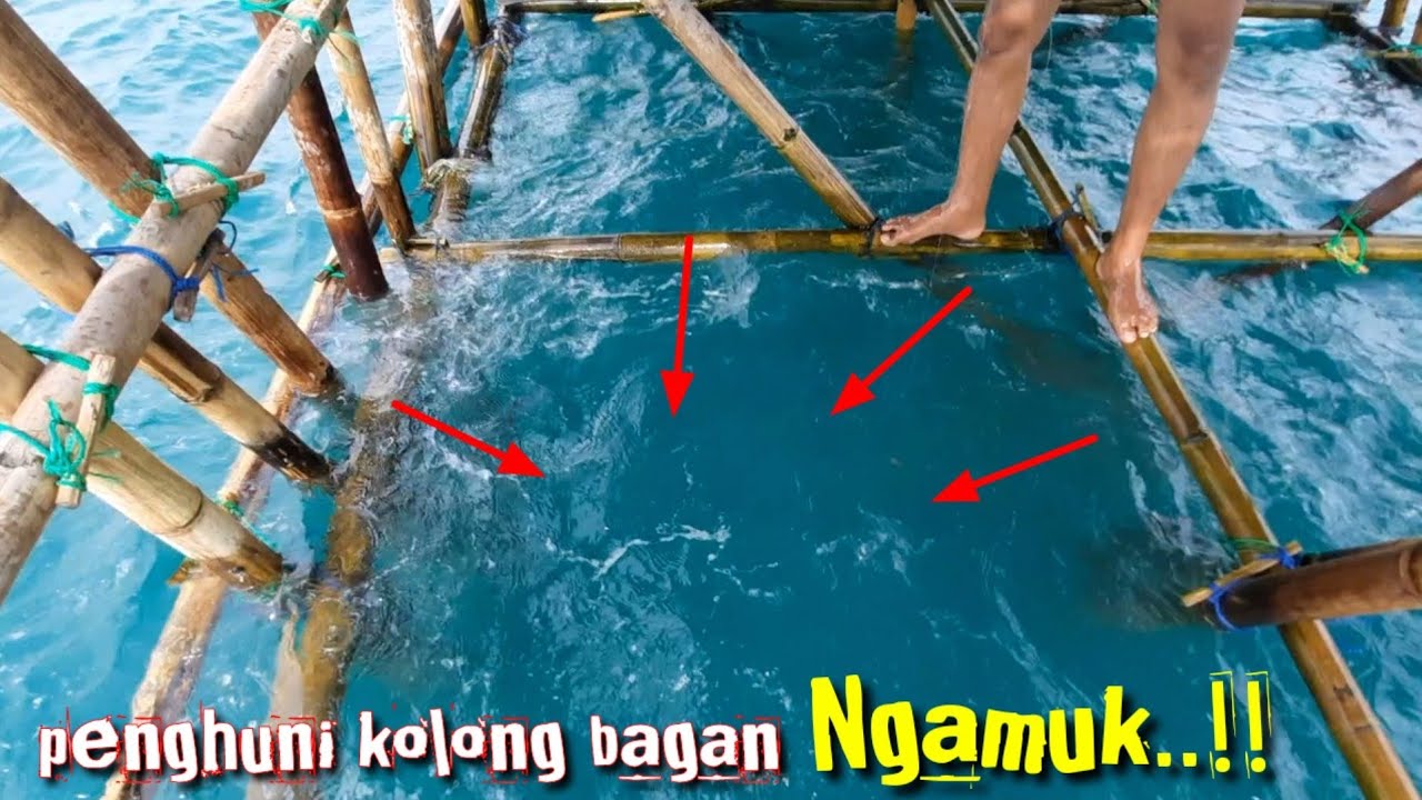 Mancing Di Bagan Jambret// Umpan ikan hidup bisa Dapat smua ikan target