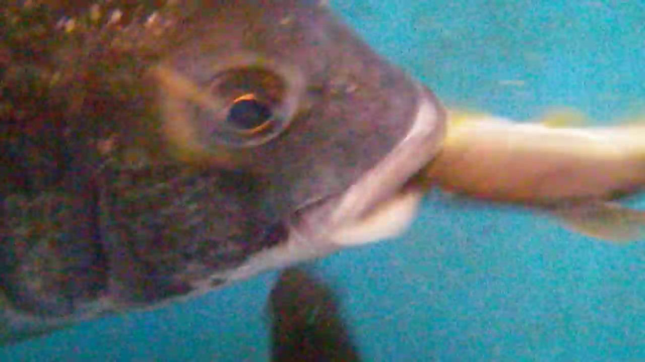 雑食魚の代表魚チヌ 黒鯛 が鮎を食べる映像 和歌山 釣太郎 Youtube