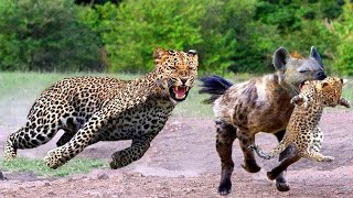 Hyena Kidnaps Leopard Cub While Its Mother Was Hunt, Leopard Slaughter Hyenas Family For Revenge