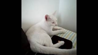 Cay Winks At Me And Then He Gives Out A Roar