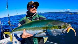 SUPER SHALLOW fishing for snapper and kingfish on softbaits.