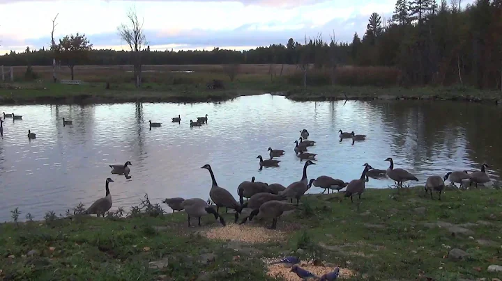 Canada Geese Landing In the MaGoon... Live Stream ...