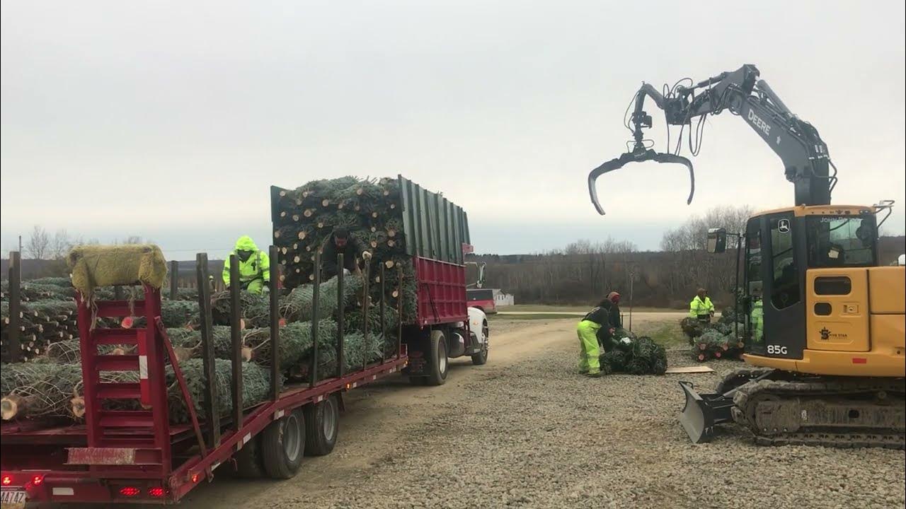 Christmas Tree Harvest (Cutting, Dragging, Bailing, and how we ship ...
