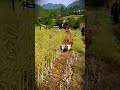 smart rapeseed harvesting machine that is fast and easy #shorts