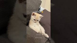 Lil Ms. Kitty Is Adorable