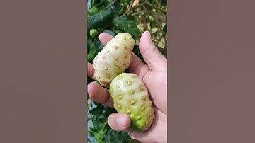 Chọn trái nhàu để ăn ngon nhất