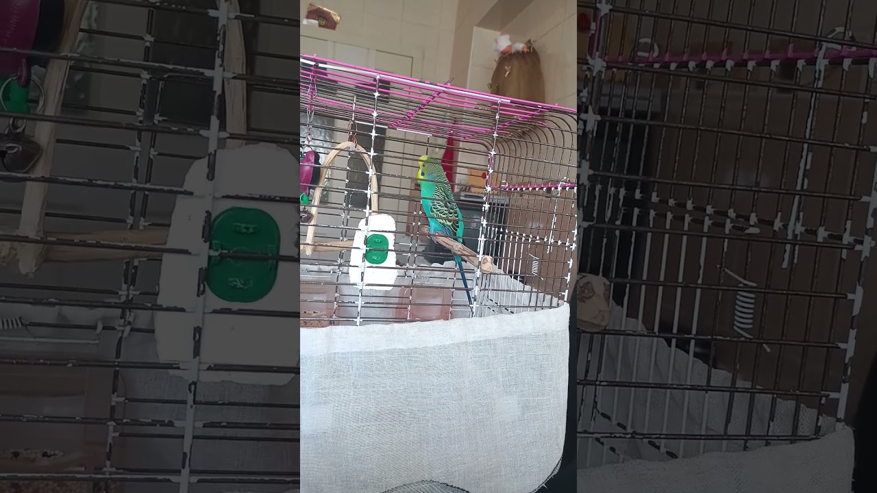 #birds #muhabbetkuşu #parrot #budgies #funny