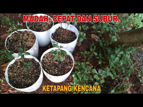 CARA PERBANYAK DAN TANAM BIBIT KETAPANG KENCANA !!