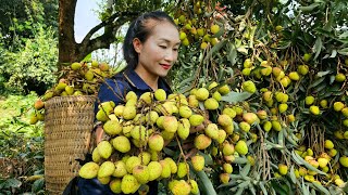 Harvesting lychees fruit brings it to the market to sell - Gardening - Papaya planting | Ly Thi Tam
