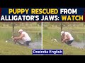 Puppy rescued from alligator's jaw by 74-year-old man | Oneindia News