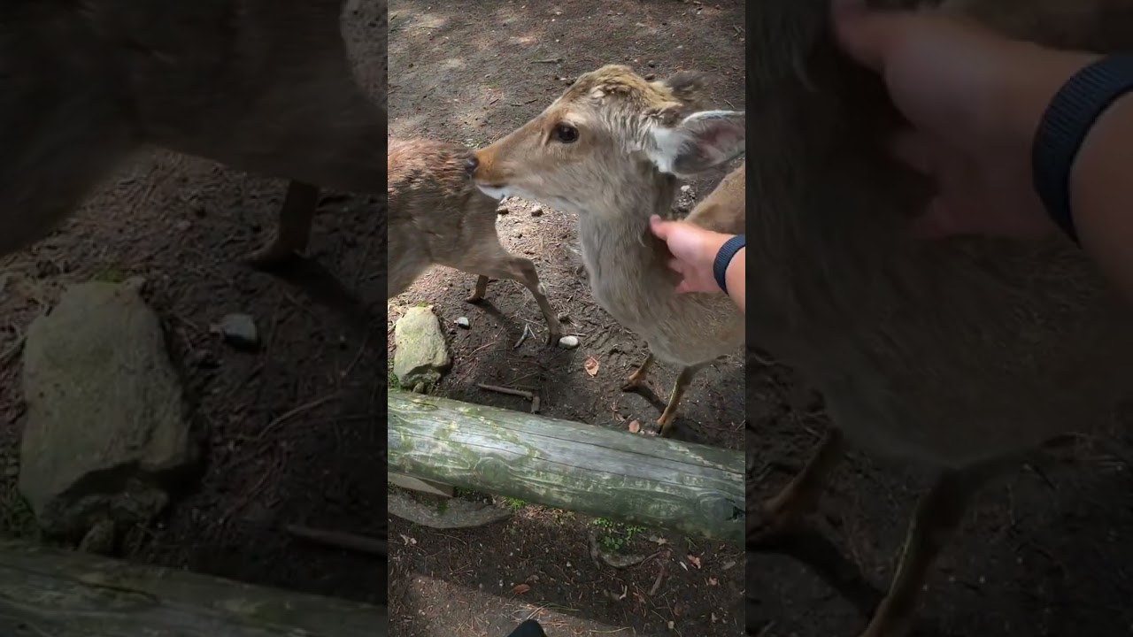 Kiyiklar shahri Naraga yetib keldik!